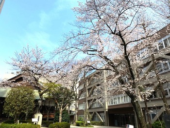 令和2年3月桜.jpg