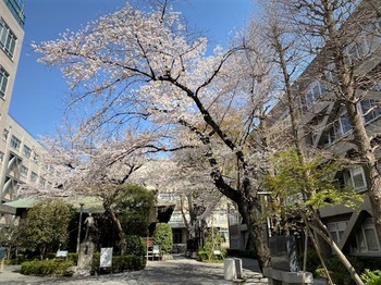 大学構内の桜2021.3 (2).jpg
